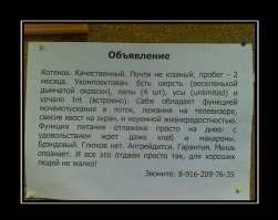 Аренда злой кошки, которая отобьет желание заводить домашнее животное 