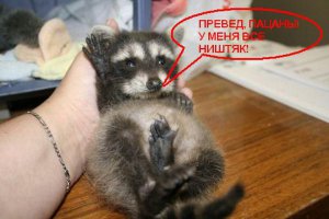 Как мужики голову енота из дерева вытаскивали