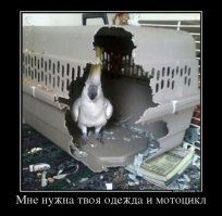 Сбитый попугай застрял за радиаторной решеткой