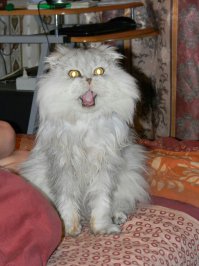 1 марта - день кошек !