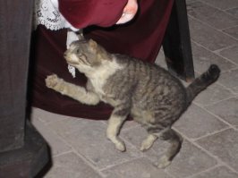 Я бы еще добавил таксидермию и увлечение экзотик-стрижкой домашних животных