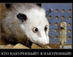 30 веселых фотографий с животными