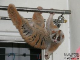 10 самых необычных домашних животных