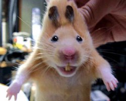 Как у меня хомяк - поел, чихнул, пукнул и сдох...