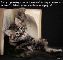 Почему кошка лучше, чем женщина