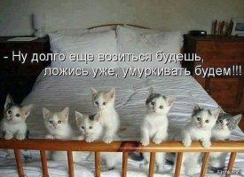 Почему кошка лучше, чем женщина