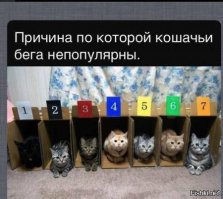 Почему кошка лучше, чем женщина