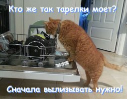 Коты, которые всего лишь хотели помочь (20 фото)