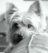 38 фото щеночков для всех, кому немного грустно