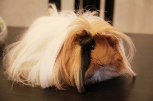 Да ладно вам, смотрите какая милая =)