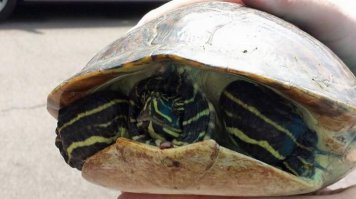 Рожа у нее явно недовольная, точно говорит - "хегъасе, гъебят, это что за х...!?"