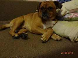 14 домашних питомцев в момент очень глубоких мыслей