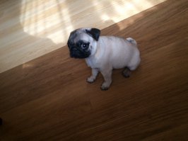 Сестрёнкин мопсик,трёх месяцев ещё нет :)