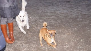 Эти забавные животные #1