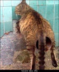 Из серии "показалось"