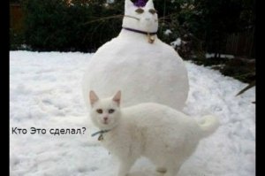 Кошачий фотопост!