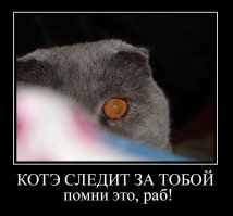 Моя котейка