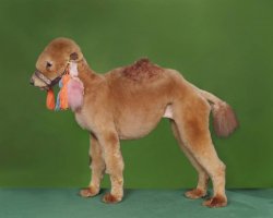 ...из необъятного...
(грумминг пуделя)