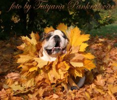 солнечный песик:)