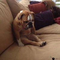 А мне больше нравятся именно английские бульдоги