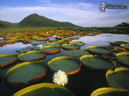 Первое фото - Виктория Амазонская и с обратной стороны потрясающе смотрится