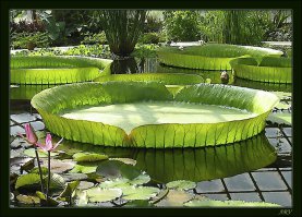 Первое фото - Виктория Амазонская и с обратной стороны потрясающе смотрится