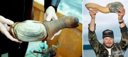 вот еще смешная штуковина)))) Гудиак называется...