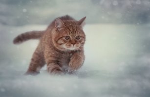 Кот у него шикарнейший