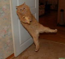 Очень забавный кот