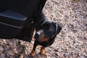 Вот! Пришла к другу на дачу! Худющая! Была откормленаи отдана пришедшему через три дня, за ней, хозяину!