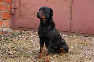 Вот! Пришла к другу на дачу! Худющая! Была откормленаи отдана пришедшему через три дня, за ней, хозяину!