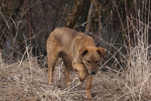 А это соседский! Крутился рядом потом спер у нас шампур с шашлыком и слинял!