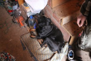 50 собак, которые не осознают, насколько они огромны