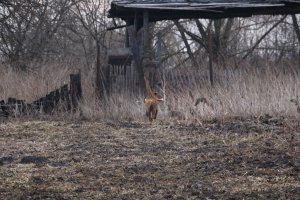 А это соседский! Крутился рядом потом спер у нас шампур с шашлыком и слинял!