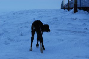 ЯМАЛ. Самый Северный ПОЕЗД в Мире