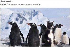 Пингвокот за работой