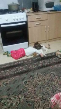 у родни кот злой! никого к себе не подпускает! ни погладить! ни поиграть! кусает сразу! кидается! а вот какая картина получается когда мы приходим к родне в гости! это младшая дочь, отроду  полтора года! котяра сам подползает! ложится рядом! и всё! без чувств! что она только не делает с ним! ;)