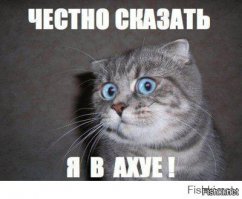 Как не стоит вести себя с котом 