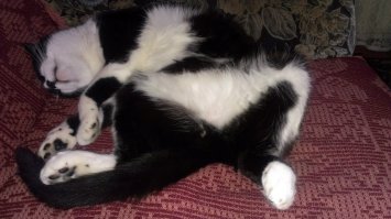 Котэ как всегда красавы! Своего тоже выложу.В другом посте он уже был,но не на этой фотке ;)