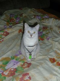 100% факт! Когда моя кошка дежурит по квартире, львы теряют сознание