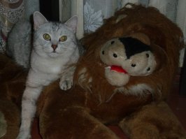 100% факт! Когда моя кошка дежурит по квартире, львы теряют сознание