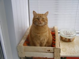 Спят усталые зверушки 