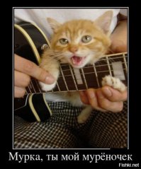 15 больших котов, которые не сомневаются в своей крутости