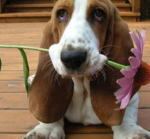 Животные в дороге: 17 прелестных маленьких "пассажиров"