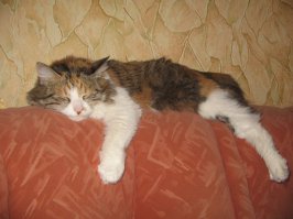 20 кошек, которым действительно нужны выходные