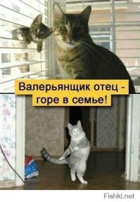  Кот переходит речку