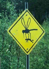 Самые необычные дорожные знаки мира