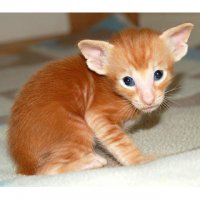 Только это не Сиамская кошка а Ориентальная короткошерстная. 

Шерсть у кошек этой породы тонкая, блестящая, без подшерстка, плотно прилегает к телу. У длинношерстных особей длина скрадывается за счет отсутствия подшерстка. Они чувствительны к холоду. Самый длинный волос покрывает хвост. Окрас шерсти разный: черный, шоколадный, лиловый, голубой, коричневый, бежевый, красный, кремовый, белый.

Обратите внимание на уши.