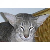 Только это не Сиамская кошка а Ориентальная короткошерстная. 

Шерсть у кошек этой породы тонкая, блестящая, без подшерстка, плотно прилегает к телу. У длинношерстных особей длина скрадывается за счет отсутствия подшерстка. Они чувствительны к холоду. Самый длинный волос покрывает хвост. Окрас шерсти разный: черный, шоколадный, лиловый, голубой, коричневый, бежевый, красный, кремовый, белый.

Обратите внимание на уши.