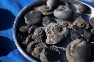 больше похоже на окаменелых моллюсков